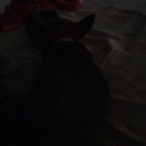 Meet your Posher, Peggy